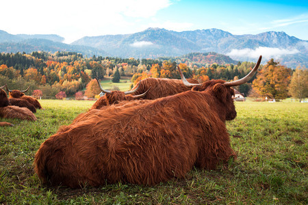 牧草和山丘中的野牛背景马图片