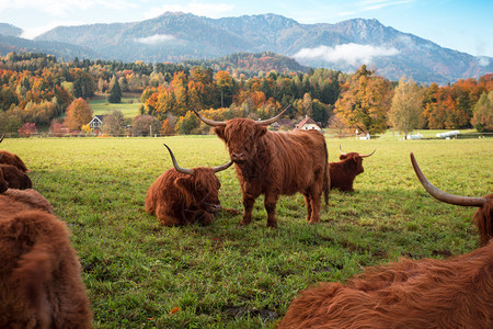 牧草和山丘中的野牛背景马图片
