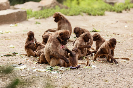 一群猴子在公园的日常生活中在公园的地面上作恶一群猴子在公园的地面上作恶在公园的日常生活中作恶图片