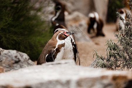 可爱的棕色企鹅在自然公园中行走有选择地聚焦可爱的棕色企鹅在自然公园中行走有选择地聚焦图片