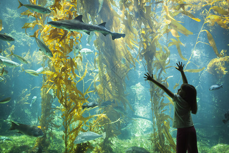 令人惊讶的年轻女孩站在巨大的水族馆观测玻璃上向着豹鲨伸手图片