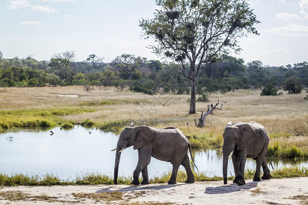 南非洲Kruge公园湖边的两头非洲灌木大象的非洲家庭图片