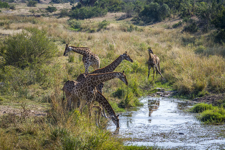 在非洲南部的Kruge公园水坑中饮用长颈鹿在非洲南部的Kruge公园中饮用长颈鹿非洲南部的Girafde的Spcigrafcom图片