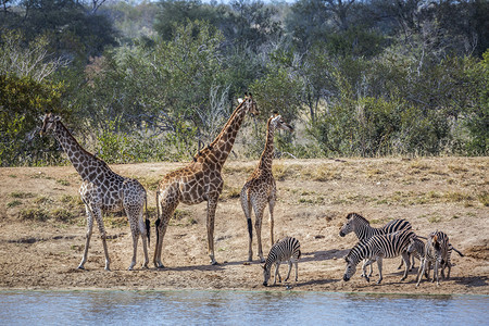 非洲南部Kruge公园湖边的长颈鹿和平原斑马非洲南部Kruge公园的长颈鹿和平原斑马非洲南部Kruge公园的长颈鹿和平原斑马达拉图片