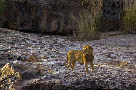 在非洲南部的Kruge公园站在岩石上的非洲狮子男南部的felida的SpciPanthrLo家族图片