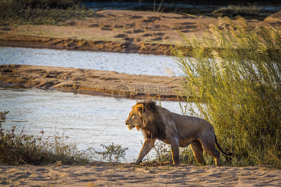 非洲狮子在南部的Kruge公园的河岸上行走非洲南部的felida的SptiPanhrlo家庭图片