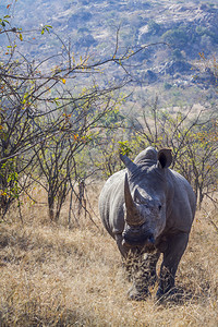 非洲南部Kruge公园前视热带草原中的南部白犀牛非洲南部Kruge公园中的南部白犀牛端非洲部Kruge公园中的南白犀牛端图片