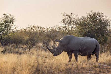南部非洲Kruge公园非洲南部Kruge公园南部白犀牛面非洲部Kruge公园南部白犀牛面图片
