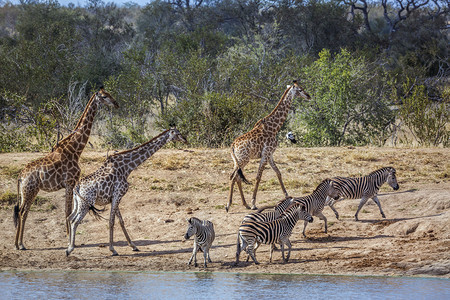 非洲南部Kruge公园湖边的长颈鹿和平原斑马非洲南部Kruge公园的长颈鹿和平原斑马非洲南部Kruge公园的长颈鹿和平原斑马达拉图片