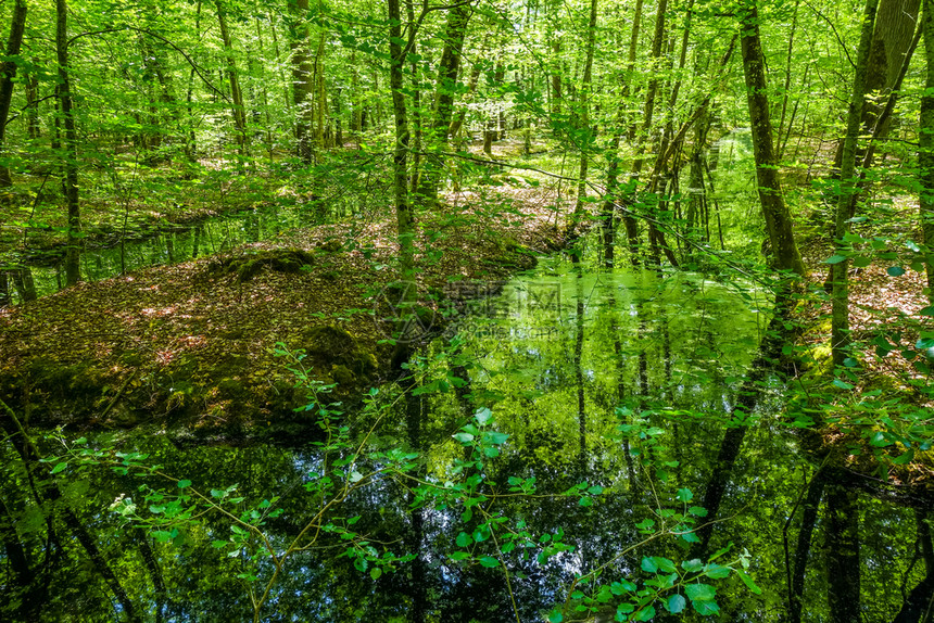 法国巴黎附近的枫丹白露绿色森林景观法国枫丹白露森林景观图片