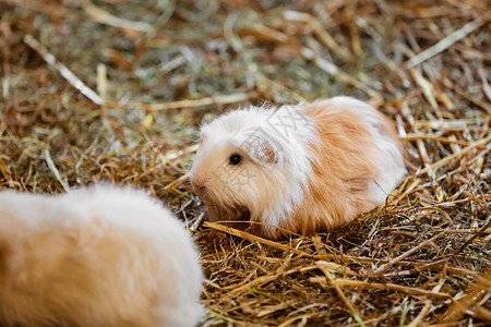 小宠物干草里的小白猪有选择的焦点图片