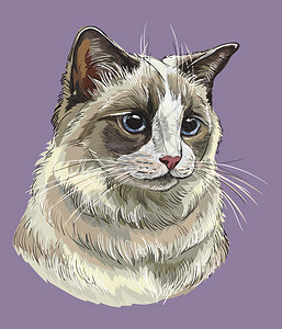 猫矢量手绘肖像背景图片