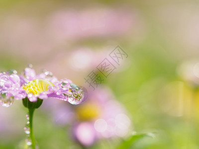 粉红色的小花与绿色背景的雨滴在空间中的特写图片