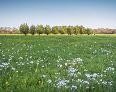 在蓝春空下阿默斯福特附近用花朵和柳叶草种植在无地的蓝上图片