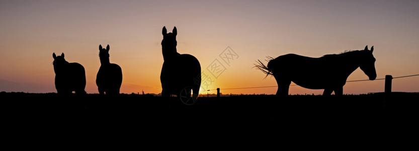 四匹马在草地的休眠日落时天色多彩图片