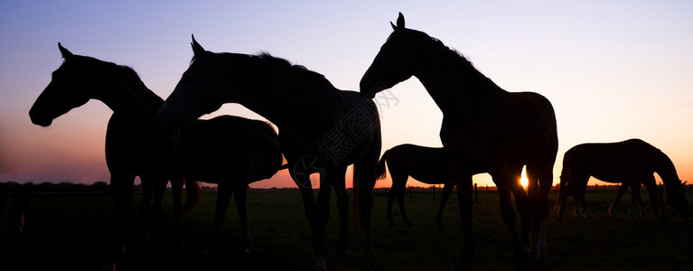 日落时草地上马匹的全色轮廓以对抗多彩的天空图片