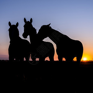 三匹马在草地的休眠日落时天色多彩图片
