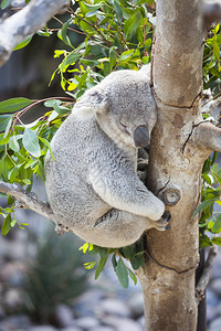 在树上沉睡的koal图片