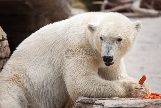 美丽的巨型白北极熊吃胡萝卜图片