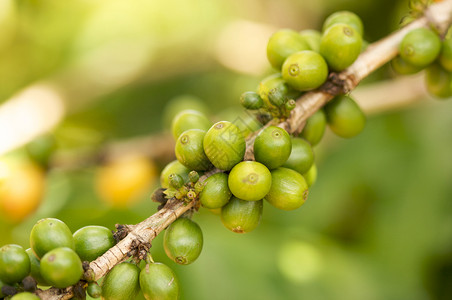 哈瓦伊省Kaui的树枝上咖啡豆高清图片
