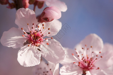 明春的粉红色树花和露水滴田野深处图片