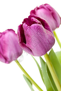 白色背景的紫郁金香套件图片