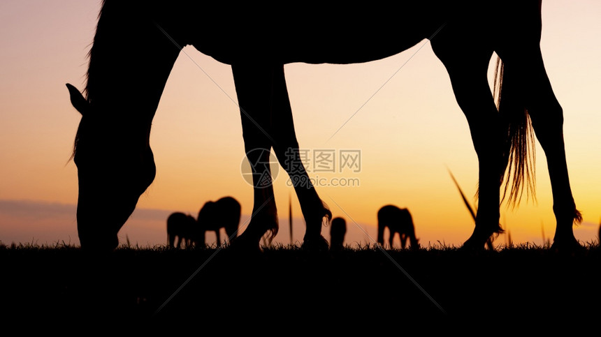 草地上牧马的休眠以抵御多姿彩的日落图片