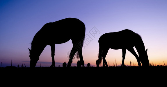 两匹牧马在草地的休眠以抵御多彩的日落图片
