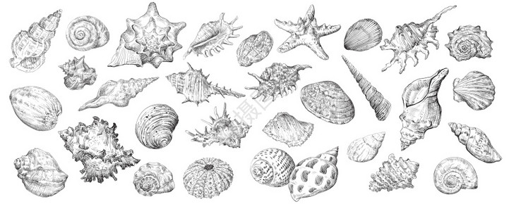 绘制一套贝壳的手画矢量图解白色背景中隔离的黑色贝壳设计旅行元素古董图标集艺术和设计库存图解图片