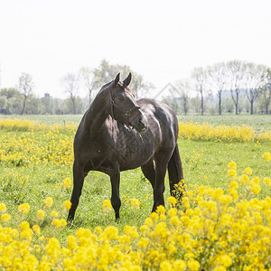 在绿荷兰草地上放牧的孤单深色棕马匹 春时盛着黄色的 种子鲜花图片