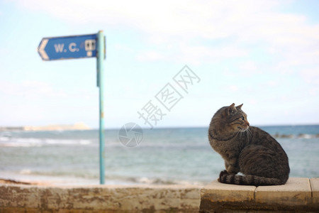 一只猫靠近海岸蓝水方向是海滩上的厕所wc挂在一根柱子上的招牌马桶温暖的春天和海洋风景选择焦点一只猫靠近海岸的蓝水方向是海滩上的厕背景图片