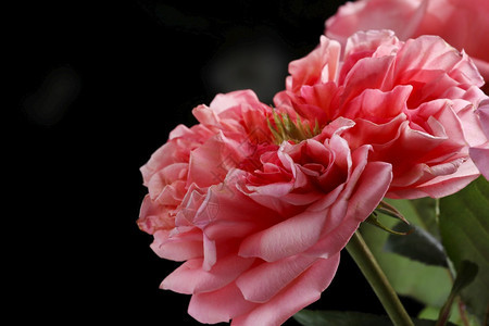 粉红玫瑰花在模糊的深绿色叶背景上选择焦点图片