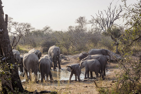 在非洲南部的Kruge公园中非洲灌木大象与婴儿一起在水坑中繁殖非洲南部的Kruge公园非洲大象家族的Speciloxdntafr图片