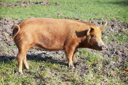 棕褐猪站在草地上的享受阳光图片