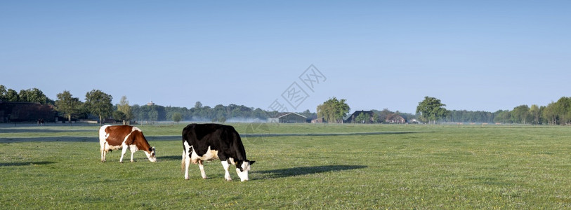 在露天草地山吃草的奶牛图片