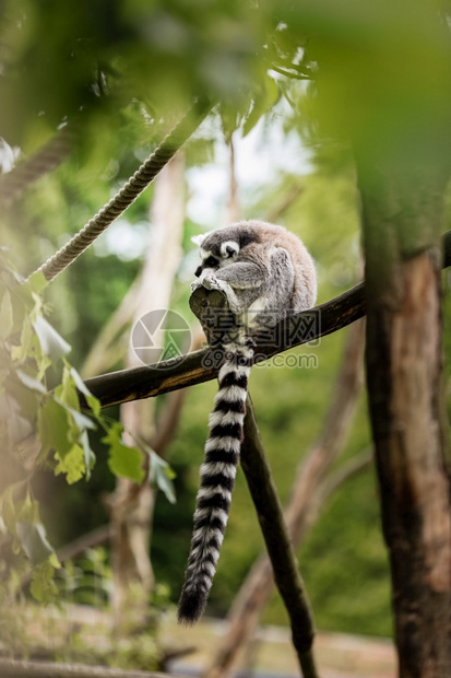 长的尾巴坐在自然公园树枝上的一只小猴子有选择地聚焦于动物背景图片