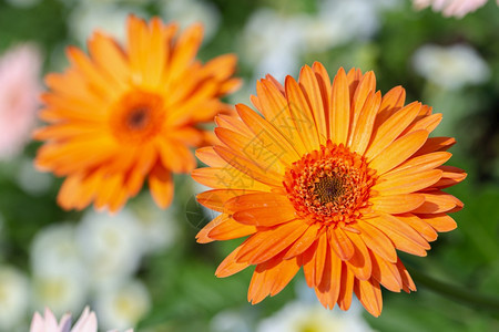 在植物园的花朵中阳光明媚的夏日或春用于装饰和农业设计图片