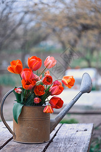在花园背景的水罐里红色郁金香花束在园背景上图片