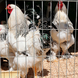 家禽养殖场鸡坐在露天笼子里吃混合饲料图片