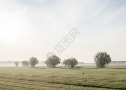 草原和一排柳树草和一排柳木清晨草原上乌德勒支附近的乡村风景图片