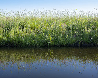 蓝天下阳光明媚的草原上花朵和反映在阴地的荷兰河水中图片