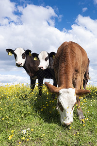 三只好奇的小牛站在草地上蓝天下有黄蝴蝶花朵图片