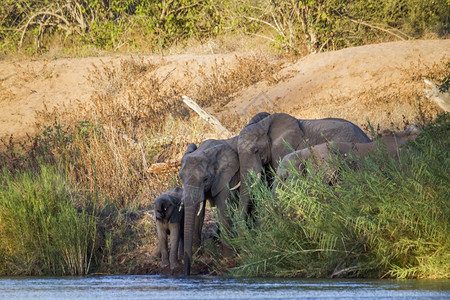 非洲灌木大象小群在非洲南部的Kruge公园的河流中饮酒非洲大象的Speciloxdntafricn家庭图片