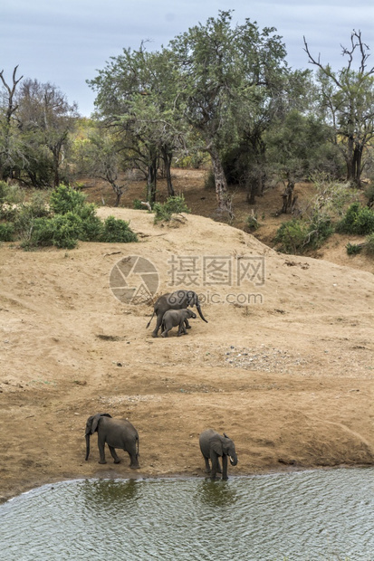 南非洲Kruge公园河边的非洲灌木大象小群非洲的家庭图片