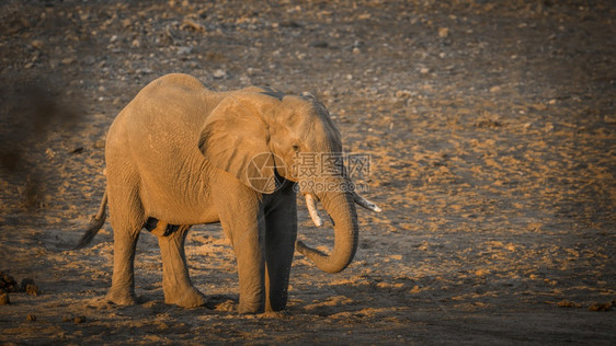 非洲灌木大象在南部的Kruge公园河岸水井中饮用非洲大象家族的Speciloxdntafricn家庭图片