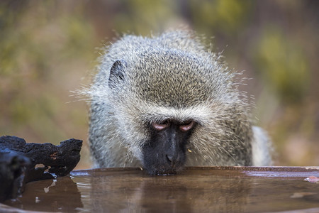 在非洲南部的Kruge公园的池塘里喝动画猴子肖像非洲南部的ceropitheda的ptiloebuspygerthus家族图片