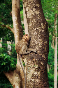 fn华文楷体s16cHE0坐在热带森林的大树上fn华文楷体s16cHE0图片