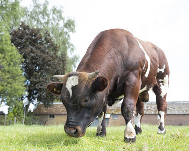站在绿草地的公牛近视肖像图片