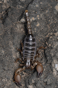 家庭颈部挖洞的蝎子异形体桑特霍普斯罗南mahrstIndi图片