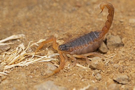 印度红蝎子热坦托塔罗南马哈拉施特印地安图片
